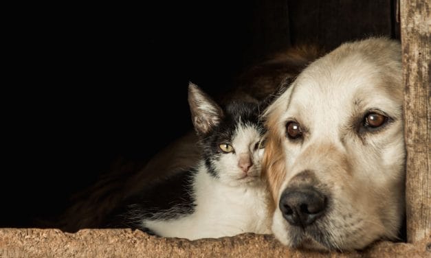 Espacio Animal Montevideo: el puente entre refugios y hogares responsables