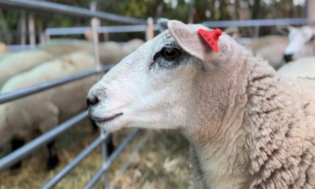 El Sistema Cultural de la Lana es Patrimonio Cultural Inmaterial