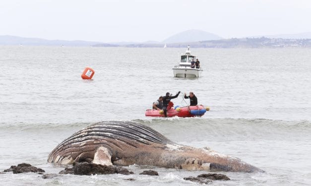 Maldonado: rápida acción permitió remover ballena encallada