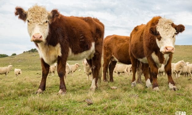 Gremiales agropecuarias piden declarar esencialidad de la faena