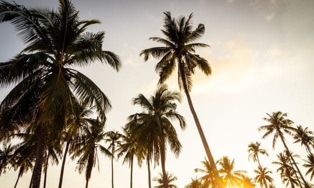 Acciones contra el picudo rojo para preservar el patrimonio natural en Canelones