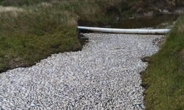 Ingreso de agua salada en embalse provocó mortandad de peces en Rocha