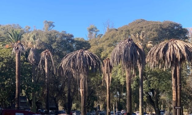 Picudo rojo: Comité de Especies Exóticas Invasoras asume acciones conjuntas