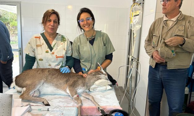 Nació en Uruguay por reproducción asistida primera cría de venado de campo