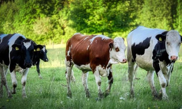 Conexión Ganadera: hoy se realiza la audiencia para imputar a Pablo Carrasco, su esposa y la viuda de Gustavo Basso