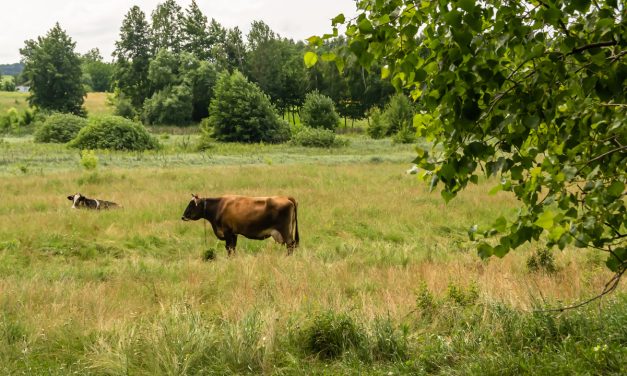 Colonización firma compraventa por María Dolores