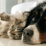 Jornada de adopción de animales en el Velódromo de Montevideo