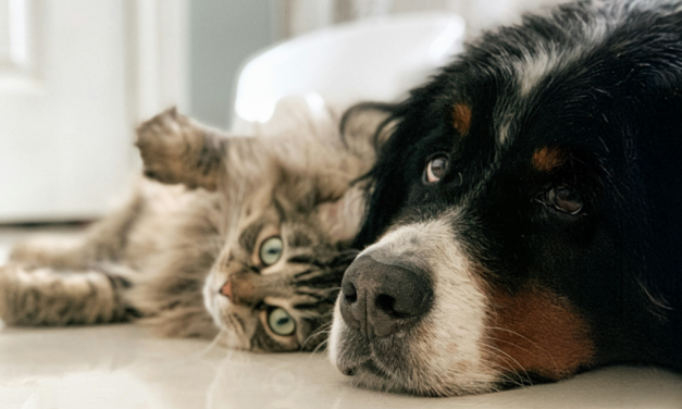 Jornada de adopción de animales en el Velódromo de Montevideo