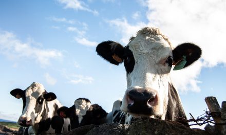 Barco de la muerte: exigen al Estado respuestas por vacas rechazadas en Turquía