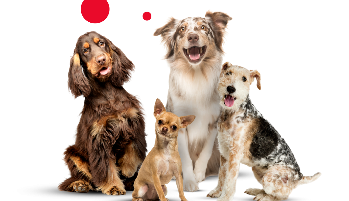 Nutrapet: “La nutrición animal es equilibrio, control y responsabilidad”