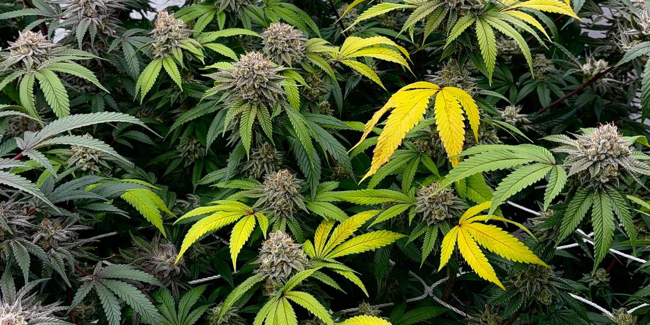 Cannabis: clubes reclaman cambios en un sistema que “quedó atrás”