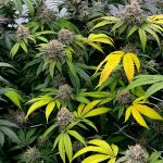 Cannabis: clubes reclaman cambios en un sistema que “quedó atrás”