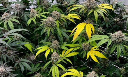 Cannabis: clubes reclaman cambios en un sistema que “quedó atrás”