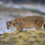 Continúa el monitoreo del puma sin resultados