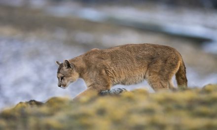 Continúa el monitoreo del puma sin resultados