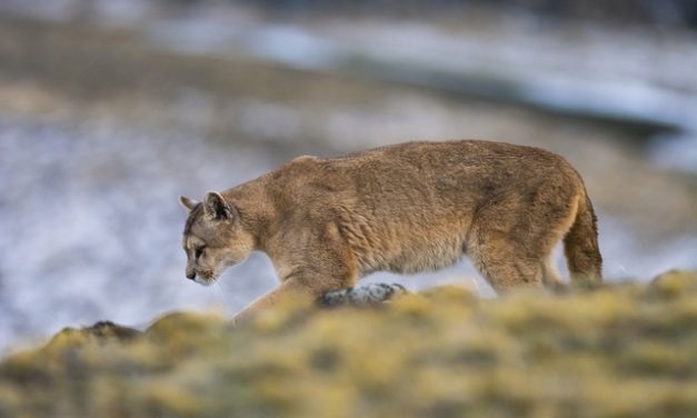 Continúa el monitoreo del puma sin resultados