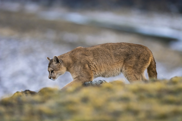 Continúa el monitoreo del puma sin resultados