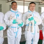 China logra clonar con éxito cabras lecheras de altísima producción mediante clonación en serie