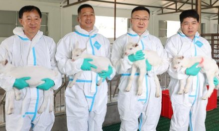 China logra clonar con éxito cabras lecheras de altísima producción mediante clonación en serie