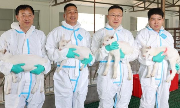 China logra clonar con éxito cabras lecheras de altísima producción mediante clonación en serie