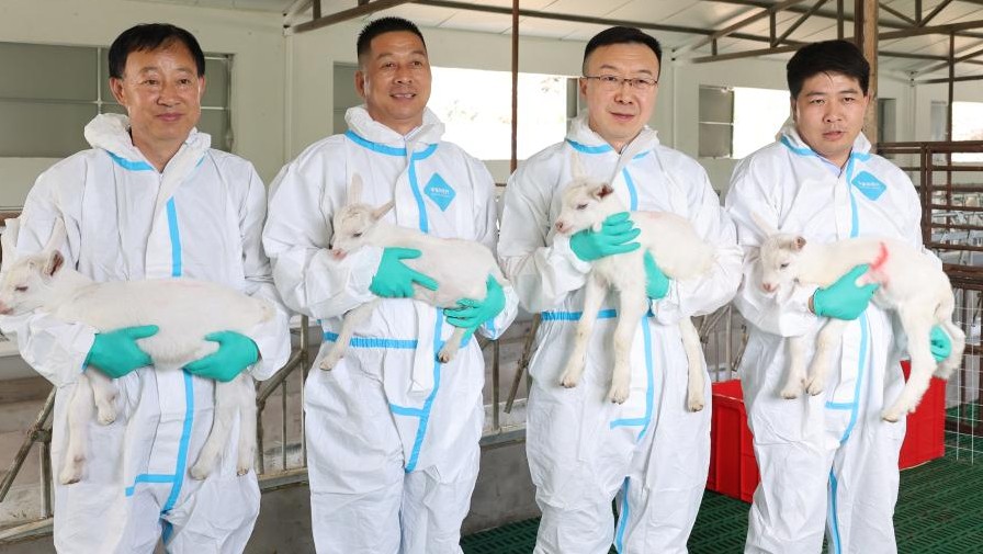 China logra clonar con éxito cabras lecheras de altísima producción mediante clonación en serie