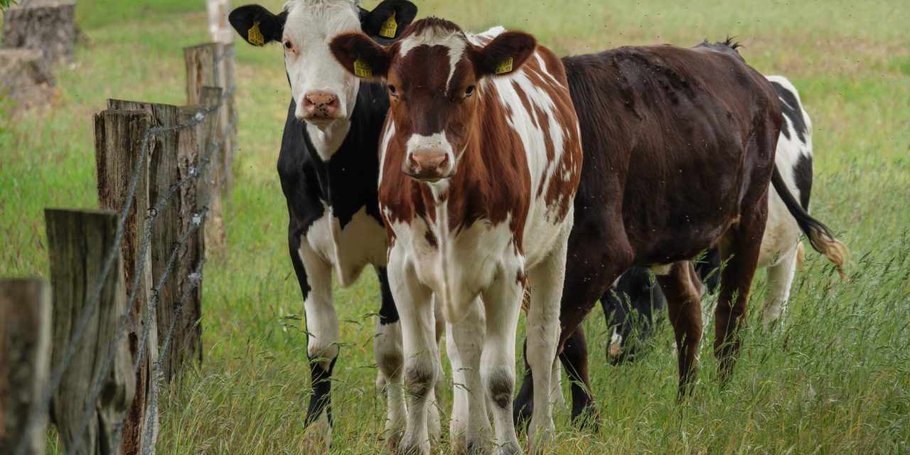 Brasil archivó denuncia por dumping contra Uruguay y no aplicará sanciones a la leche en polvo