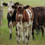 Brasil archivó denuncia por dumping contra Uruguay y no aplicará sanciones a la leche en polvo