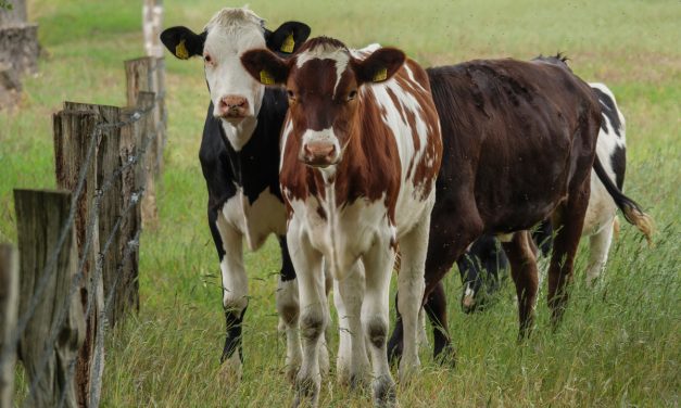 Brasil archivó denuncia por dumping contra Uruguay y no aplicará sanciones a la leche en polvo