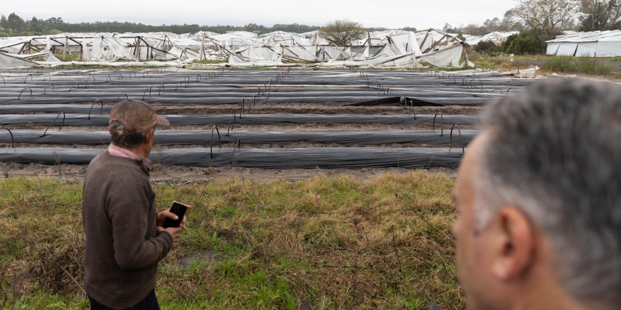 Gobierno decretó emergencia granjera en Salto tras el temporal que afectó a unos 300 productores