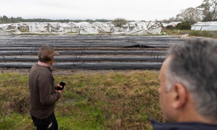 Gobierno decretó emergencia granjera en Salto tras el temporal que afectó a unos 300 productores